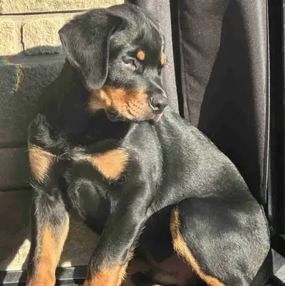 Max: Exceptional Rottweiler Puppy , View more