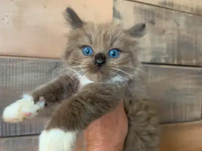 Ready to go  Now!  Triggerpoint Ragdoll kittens!, View more