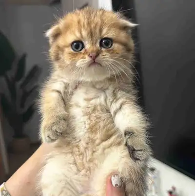 scottish x british fold kitty girl available super friendly and playful, fully potty trained birth:...