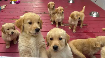 Purebred golden retriever pups. 8 weeks old, beautiful golden color. Male and female available. All...
