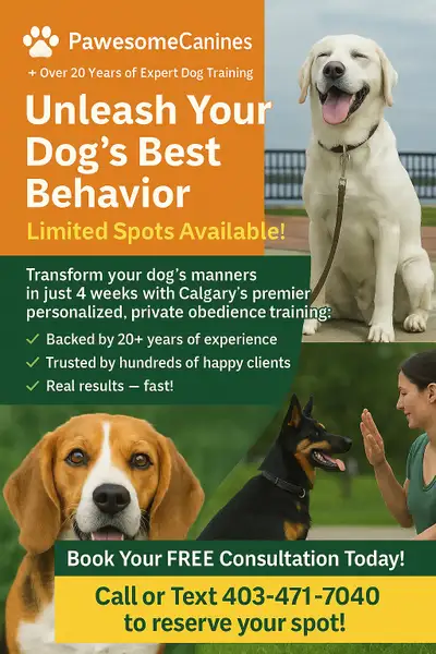 Dog Training One-on-One $1,000-$1,300 for Full 4-Week Course, View more