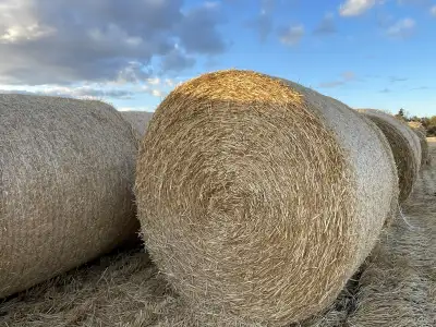 We have barley, wheat, oat and pea straw for sale. Located in the Bentley & Sylvan Lake area. 68” ro...