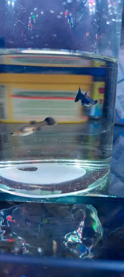 Black Moscow Guppies , Voir plus