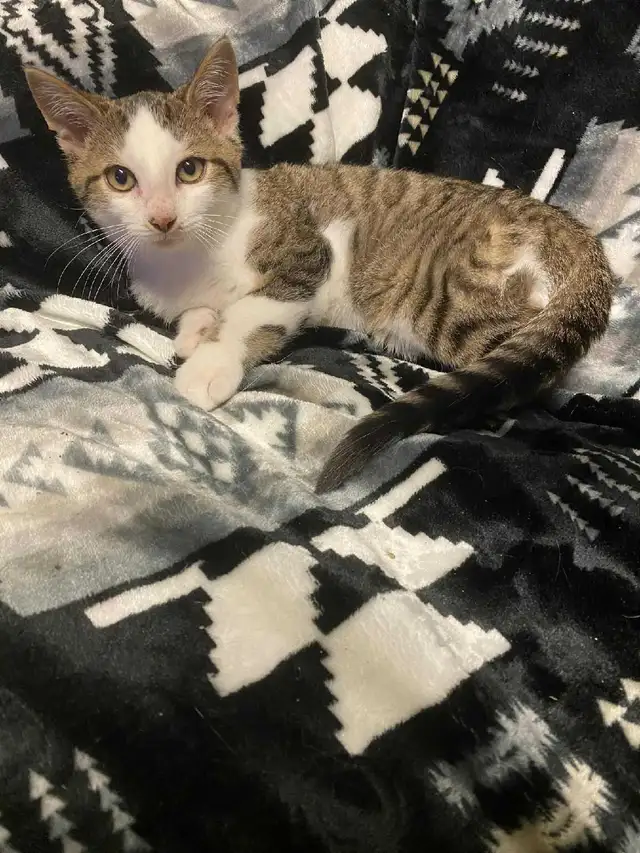 2 adorable kittens (just under a year old) in Cats & Kittens for Rehoming in North Bay - Image 5