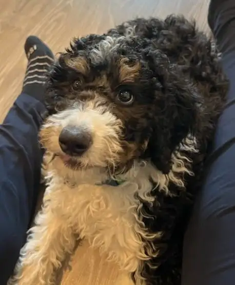 Smart, Sweet Bernedoodle pup for sale in Dogs & Puppies for Rehoming in Kitchener / Waterloo - Image 2