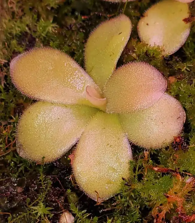 Pinguicula Gigantea Red butterwort carnivorous plant in Plants, Fertilizer & Soil in City of Toronto - Image 2