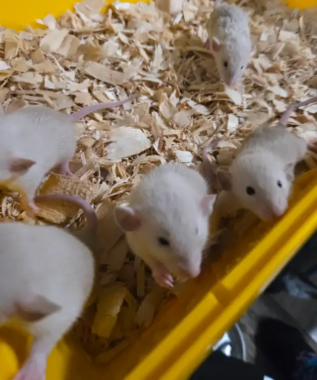 Black eyed siamese baby rats in Small Animals for Rehoming in Windsor Region - Image 2