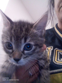 Half Maine Coon Half Tabby Kittens ready for adoption 