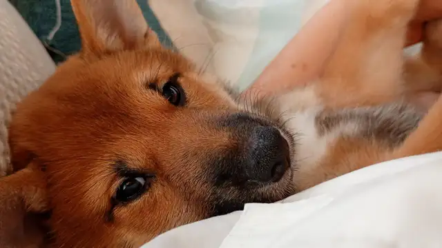Purebred Shiba Inu Puppies Vaccinated, Microchipped & Home Raise in Dogs & Puppies for Rehoming in City of Toronto - Image 10