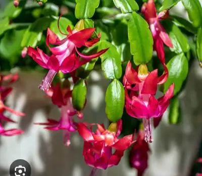 Thanksgiving Cacti & red blooms, View more
