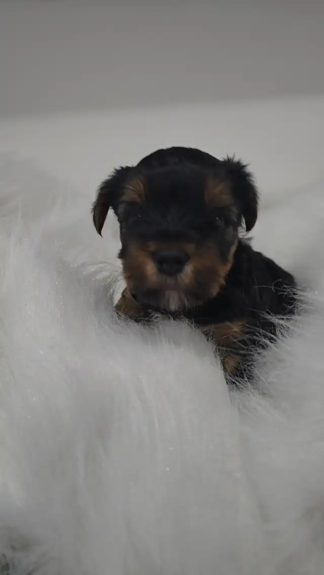 YORKSHIRE TERRIER PUPPY(male) in Dogs & Puppies for Rehoming in Oshawa / Durham Region - Image 5