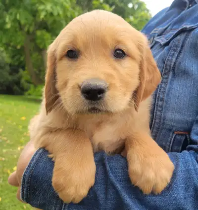 Golden Retriever Puppies CKC Registered, View more