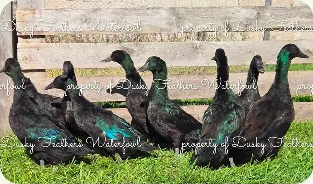 Cayuga Duck Hatching Eggs  in Livestock in Moncton - Image 3