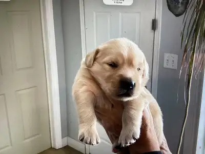 Golden retrivers, View more