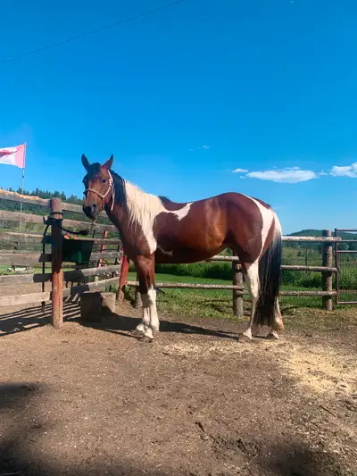 Filly for sale, View more