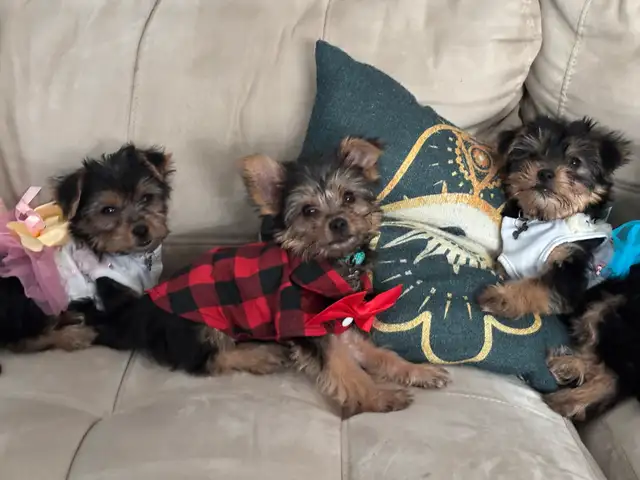 YORKIE FOR SALE in Dogs & Puppies for Rehoming in City of Toronto - Image 7