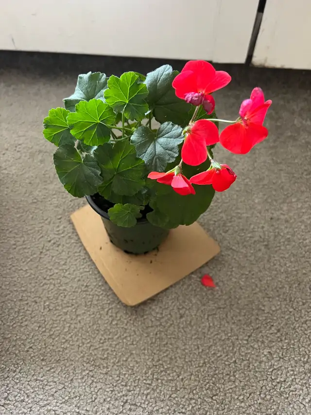 Geranium63904276871682120