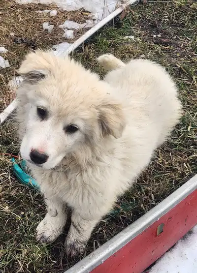Livestock Guardian Pups , View more