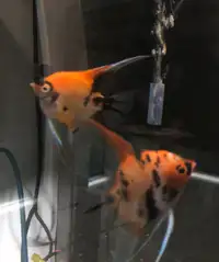Paire de Scalaire Koi Angelfish Pair