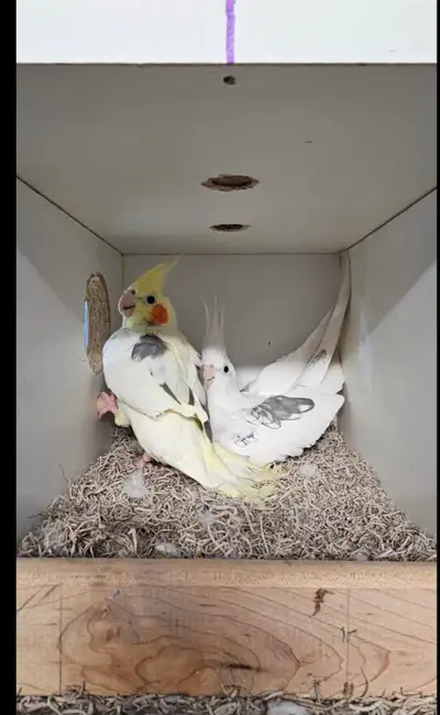 Cockatiel couples price not negotiable , View more