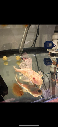 Albino Pleco fish