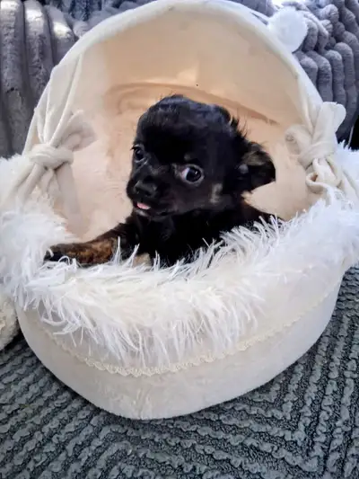 1 chiot chihuahua, prêt à partir., View more