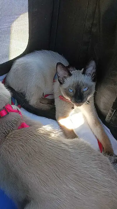 LAST FEMALE SIAMESE, View more