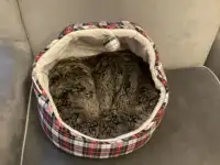 Cat/dog bed