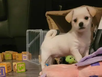 Puppy for sale, View more