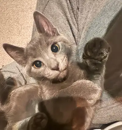 Half siberian half domestic short hair female  read description, View more