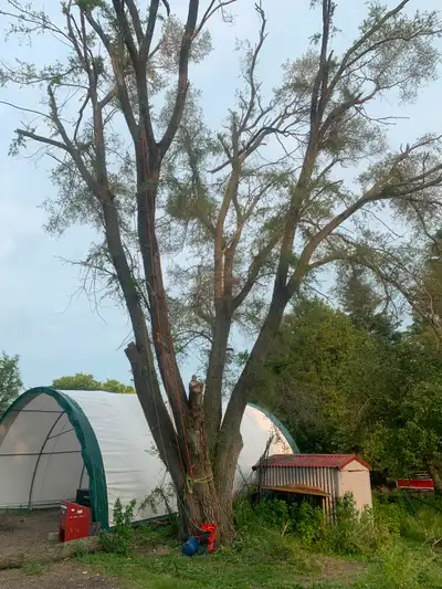 Tree cutting/pruning, stump grinding, technical rigging and more, Fully inssured Free quote, no obli...