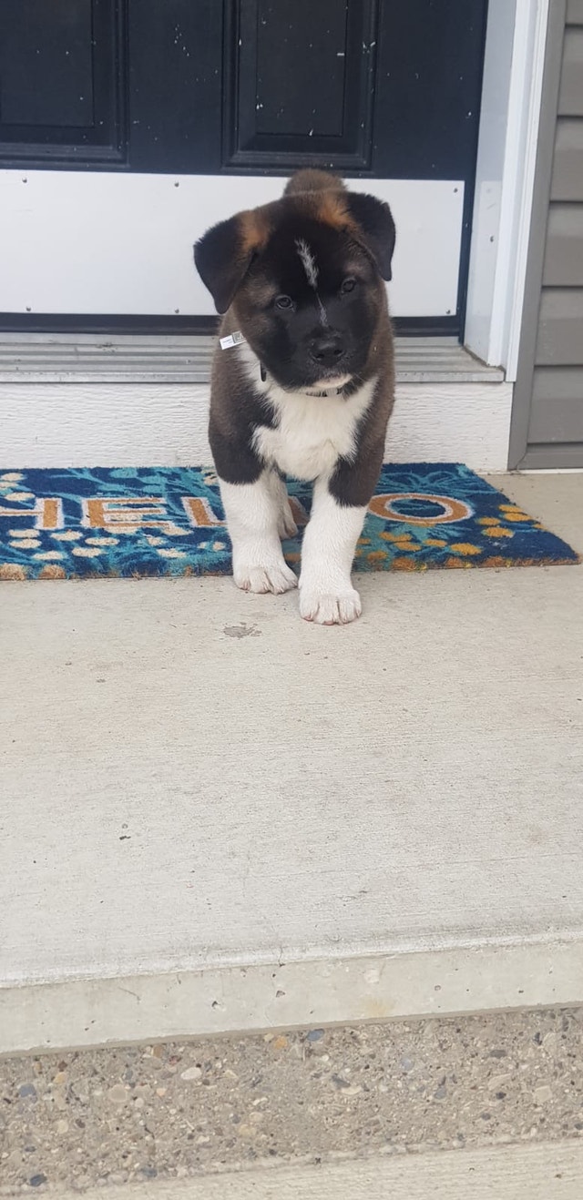 American akita puppies Dogs & Puppies for Rehoming Calgary Kijiji