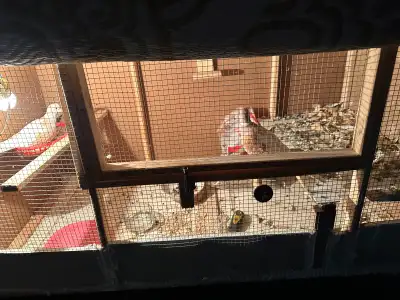 pigeons and cage, View more