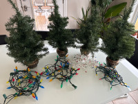 Miniature Christmas trees  