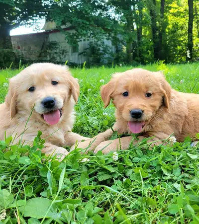 Golden Retriever, View more