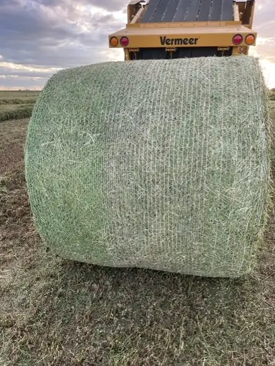 FOR SALE: DIARY QUALITY ALFALFA HAY NO CHEMICALS OR WEEDS BIG ROUNDS EXCELLENT FEED FOR YOUR LIVESTO...