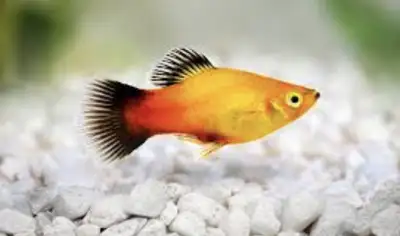 recherche poisson platy , View more