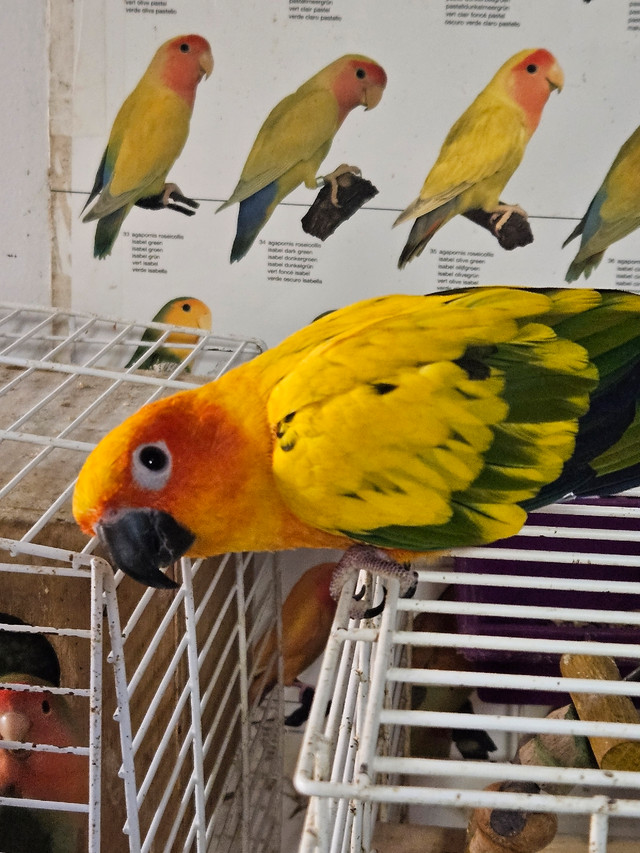 Conures soleil - sun conures in Birds for Rehoming in City of Montréal - Image 3