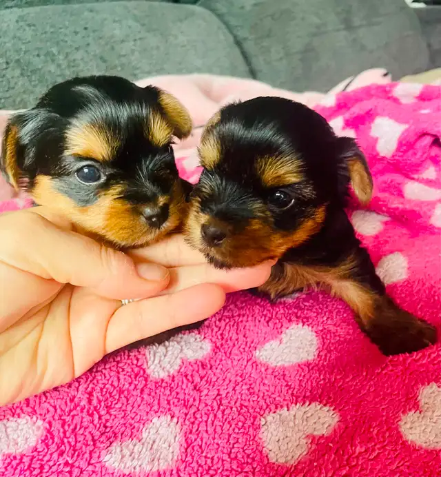 100% beautiful Pure Yorkshire Terrier puppies one left girls in Dogs & Puppies for Rehoming in Markham / York Region - Image 11