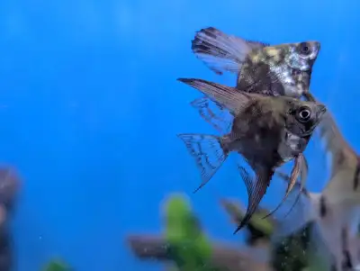 Smokey Angelfish Juvenile - Tropical Aquarium Fish , View more