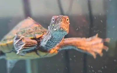 I am looking to rehome my lil mississipi map turtle, Marty. I would like to rehome him with his enti...