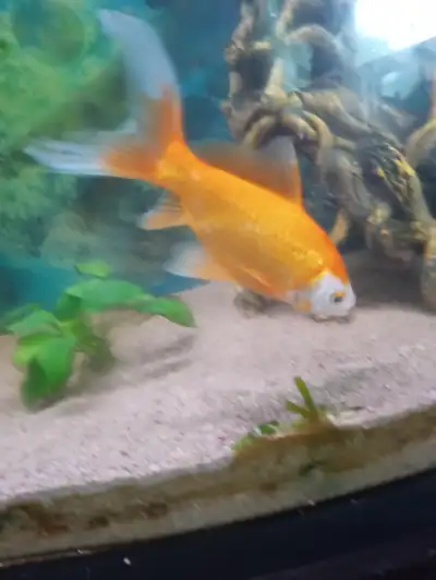 2 Large goldfish, View more