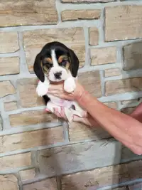 Beagle pups 