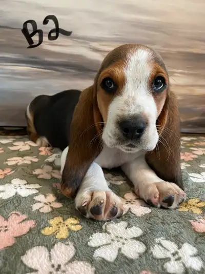 Quality Basset Hound Pups, View more