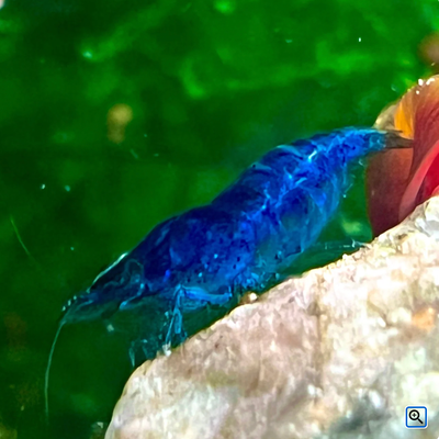 Top-Tier Shrimp for Display Tanks, View more