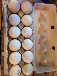 Indian Runner hatching eggs