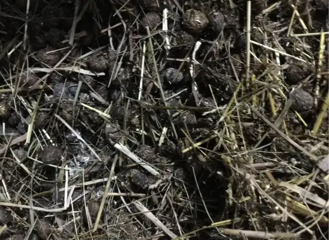 rabbit manure