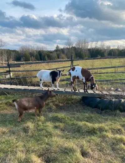 Looking for Goat boarding I have 3 goats. 2 are Nigerians full size and 1 is a Nubian pettie size. H...