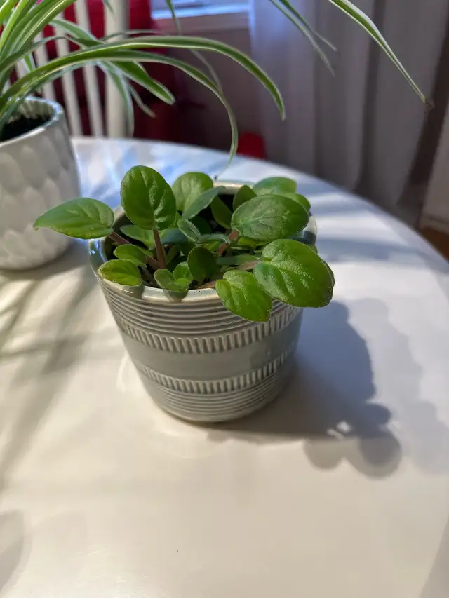 spider plant or violet plant in Home Décor & Accents in Laval / North Shore - Image 4