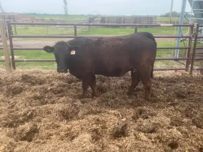 bred heifer & bred cow, View more